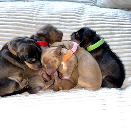 Dachshund Puppies from Duchess Daphne's Doxie Empire