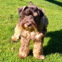 Lil man ( gunner) - Liver male Miniature Schnauzer puppy in Diana, Texas from Happy Pawz Schnauzers