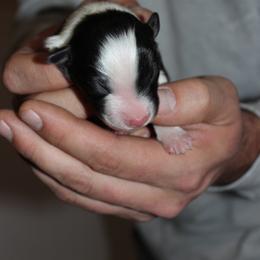Boy 2 - male Australian Shepherd puppy in Plain City, Utah from Lost Creek Aussies