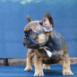 French Bulldog Puppies from Frenchie Empire