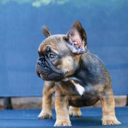 French Bulldog Puppies from Frenchie Empire