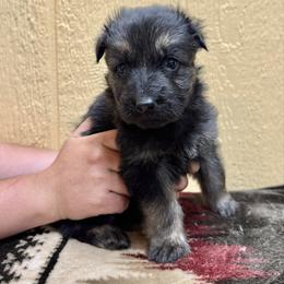 Diablo - White boy - Bi-color male German Shepherd puppy in Oakley, California from Von Guadachi German Shepherds & Audacity Border Collies