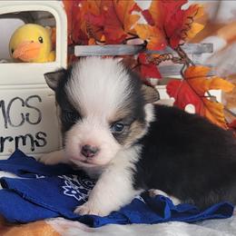 Navy blue bandana boy - Black and tan male Pembroke Welsh Corgi puppy in Cherokee, Oklahoma from MCS Farms-OK