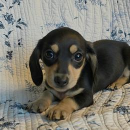 Mr. Major black and cream runt 1400 - Black and cream male Dachshund puppy in Lexington, Oklahoma from Long Doggy Acres Miniature Dachshunds