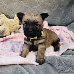 Yellow - Cream brindle female Cairn Terrier puppy in Lore City, Ohio from Loves Kennel