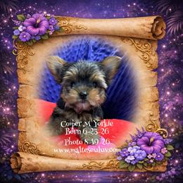 Cooper - Black and tan male Yorkshire Terrier puppy in Silverhill, Alabama from Malteseuluv’s Tiny Treasurers