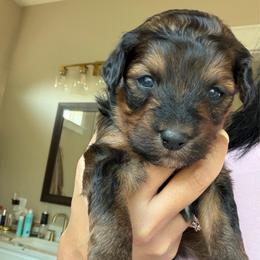 Red girl - Sable female Aussiedoodle puppy in Nacogdoches, Texas from Glo’s Aussiedoodles