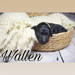 Wallen (green tag) - Black Poodle puppy in California from Musical Poodles