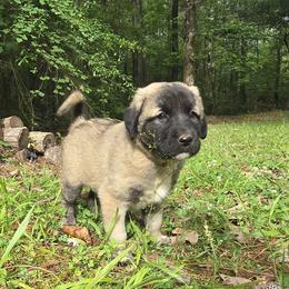 Anna - Fawn female Anatolian Shepherd Dog puppy in La Grange, Georgia from Florida Anatolian Shepherds