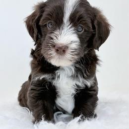 Rebecca - female Golden Mountain Doodle puppy in Fleming, Colorado from Vandenbark Doodles