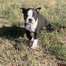 Xinia - Black brindle and white female Boston Terrier puppy in Fillmore, Illinois from Wind Hill Puppies