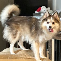 Georgia - Pomsky