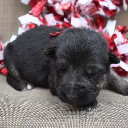 Red Boy - Black and tan male German Shepherd puppy in Grants Pass, Oregon from Granville German Shepherds