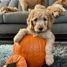 Goldendoodle Puppies from Celestial Doodles