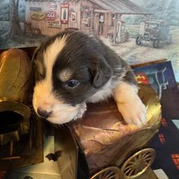 Sterling - Sable male Australian Shepherd puppy in Baker, Florida from Dubose Kennels
