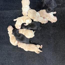 Girl 4 - Yellow female Labrador Retriever puppy in Wilson’s, Virginia from Cedar Hill Farm Labradors