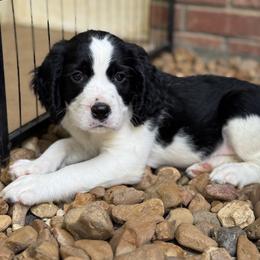 English Springer Spaniel Puppies from Butterfield Trail Farm
