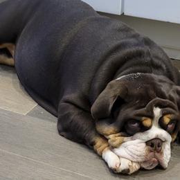 Bulldogs from Happy Place Kennels