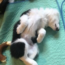 Border Collie Puppies from Cahill’s Canines