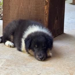 Tri Girl - Black white and tan female Shetland Sheepdog puppy in Shirley, Arkansas from Lucky Pups