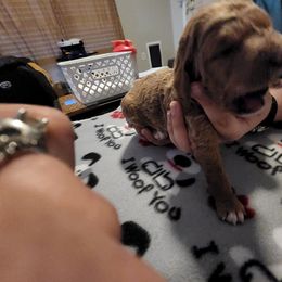 Goldendoodle Puppies from Royale's Goldendoodles