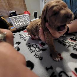 Goldendoodle Puppies from Royale's Goldendoodles