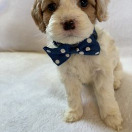 Grover - Red and white male Cockapoo puppy in Adrian, Oregon from ApplebyFarm