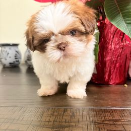 Max - Cream and white male Shih Tzu puppy in Azusa, California from RJ Shih Tzu lover