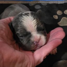 Boy 2 - Blue male French Bulldog puppy in Cabool, Missouri from Shannon French Bulldogs