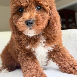 Luke - Apricot male Cavapoo puppy in Charles City, Virginia from Historic triangle doodles Charles City, Virginia