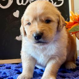 Tater - Golden male Golden Retriever puppy in Doniphan, Missouri from Stockford’s Golden Retrievers