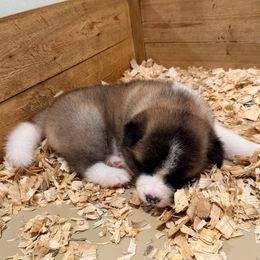 Berry - Red female Akita puppy in Rahway, New Jersey from Apexx Akitas