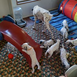 Dalmatian and Havanese Puppies from Anni's Spots