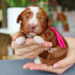 Glory - Red  female Goldendoodle puppy in Salado, Texas from Red Ranch Dogs