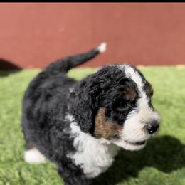 Bernedoodle Puppies from SoCal Bernedoodles