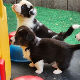 American Corgi Puppies from Wigglebutts American Corgis