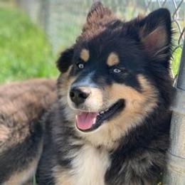 Ruger - Pomsky