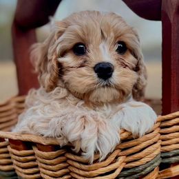 Boy 1 - Cavapoo puppy from Southern Charm Cavapoos