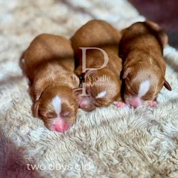 Cavapoo puppies from The Poodle Co. Raising Doodles & Poodles