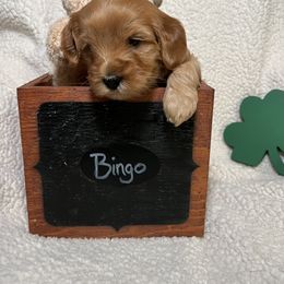 Australian Labradoodle Puppies from Happy-Go-Lucky Australian Labradoodles