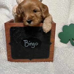 Australian Labradoodle Puppies from Happy-Go-Lucky Australian Labradoodles