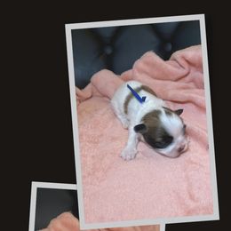 Shih Tzu Puppies from Ren