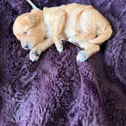 Girl 4 - Apricot female Cavapoo puppy in Nampa,, Idaho from Clig Doodle Days