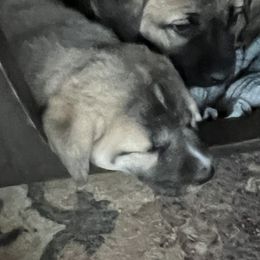 Anatolian Shepherd Dog and Kangal Puppies from Miralan Guardian Dog's