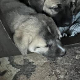 Anatolian Shepherd Dog and Kangal Puppies from Miralan Guardian Dog's