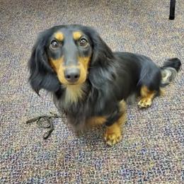 Tod - Dachshund