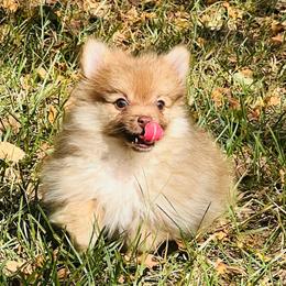Boy 1 - Beaver sable male Pomeranian puppy in Monroe, Georgia from Beastly Beauties Huskies & Pomskies