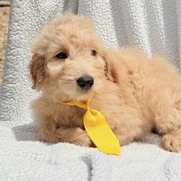 Yellow Collar Boy - Red male Double Doodle puppy in Clarks Hill, South Carolina from Rosie’s Double Doodles