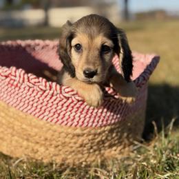 Stanley - Cream male Dachshund puppy in Pflugerville, Texas from Dream A Dream Dachshunds