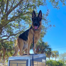 Kola - German Shepherd